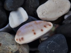 Talostolida pellucens