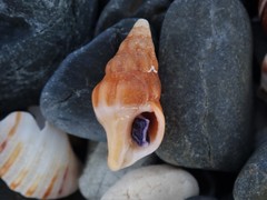 Fasciolariidae