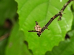 Amblyomma testudinarium