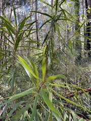 Hakea archaeoides