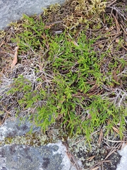 Calluna vulgaris