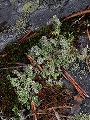 Cladonia