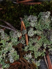 Cladonia