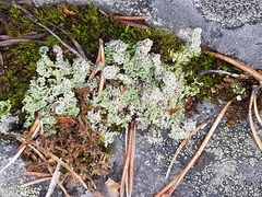 Cladonia