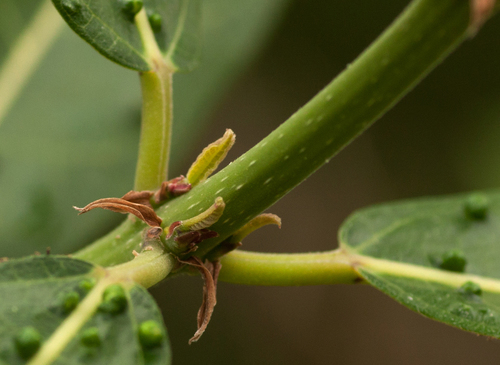 Ficus capreifolia image