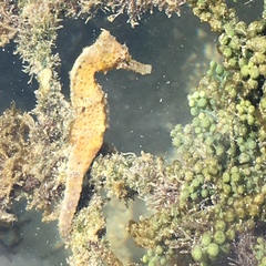 Hippocampus reidi