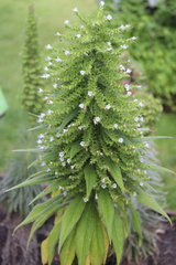 Echium simplex