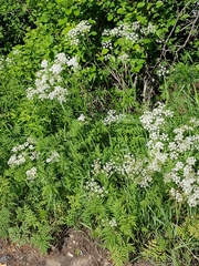 Anthriscus sylvestris