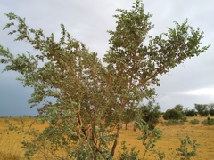 Guiera senegalensis