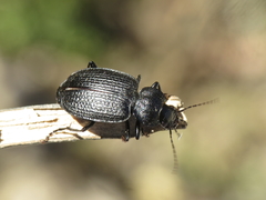 Licinus punctatulus granulatus
