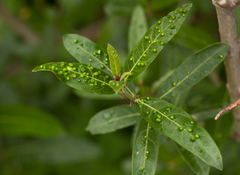 Neserella capreifoliae