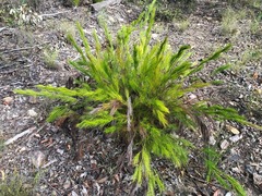 Caustis blakei macrantha