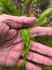 Caustis blakei macrantha