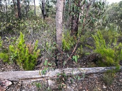Caustis blakei macrantha