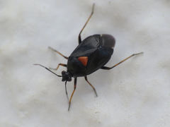 Deraeocoris ribauti