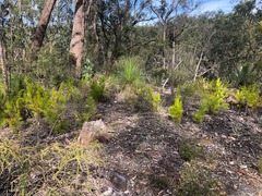 Caustis blakei macrantha