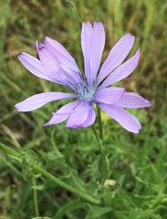 Lactuca perennis