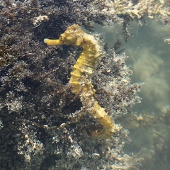 Hippocampus reidi