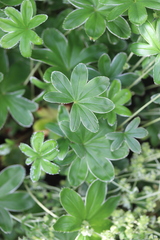 Alchemilla conjuncta