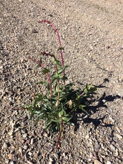 Penstemon bicolor roseus