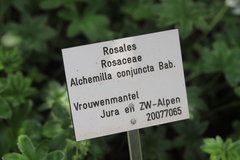 Alchemilla conjuncta