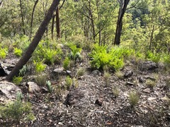 Caustis blakei macrantha