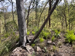 Caustis blakei macrantha