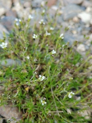 Cherleria biflora