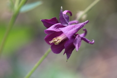 Ranunculus chaerophyllos