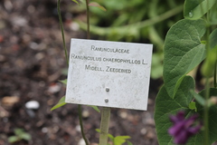 Ranunculus chaerophyllos