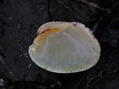 Periglypta reticulata