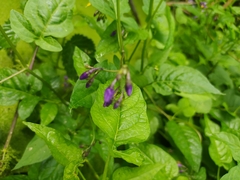 Solanum dulcamara
