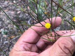 Acacia juncifolia