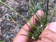 Acacia juncifolia