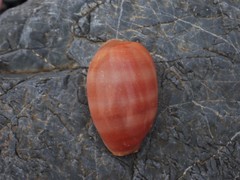 Lyncina