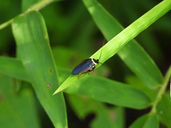 Hemithyrsocera palliata