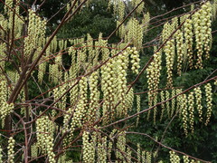 Stachyurus praecox