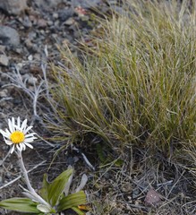 Rytidosperma setifolium
