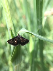 Heliothela wulfeniana