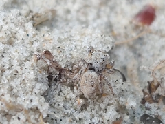 Attulus distinguendus