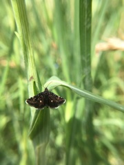 Heliothela wulfeniana