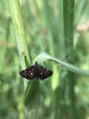 Heliothela wulfeniana