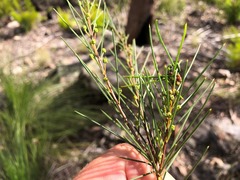 Acacia quadrilateralis