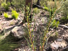 Acacia quadrilateralis
