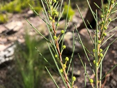 Acacia quadrilateralis