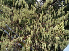 Stachyurus praecox