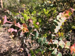 Pultenaea spinosa
