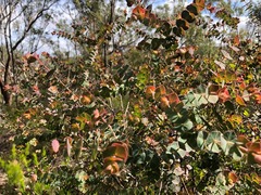Pultenaea spinosa