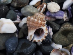 Turritriton labiosus