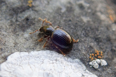 Barypeithes araneiformis
